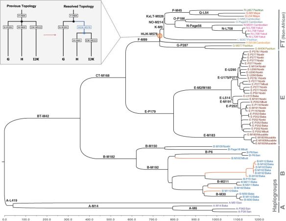 Figure 2 of the paper: Y-chromosome phylogeny inferred from genomic sequencing.